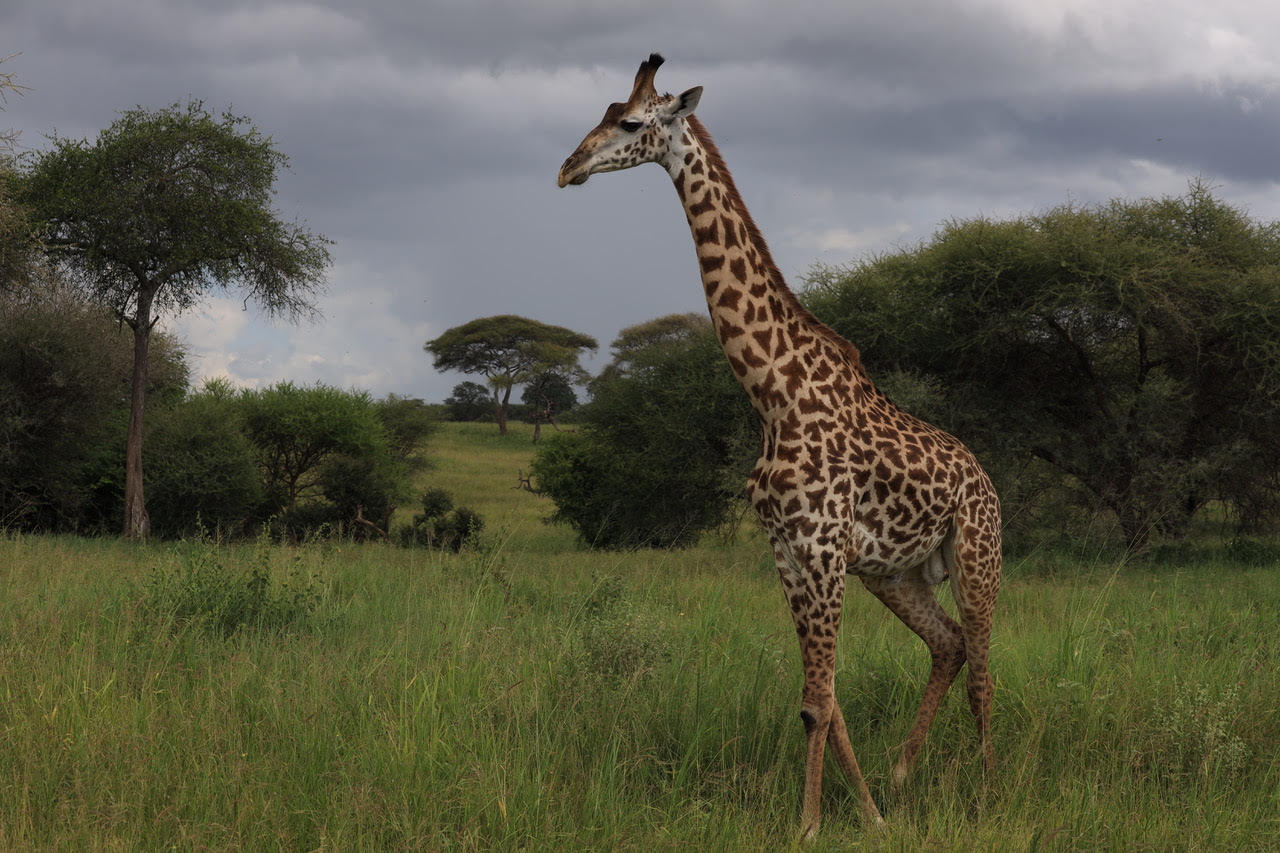 Kilimanjaro Trekking